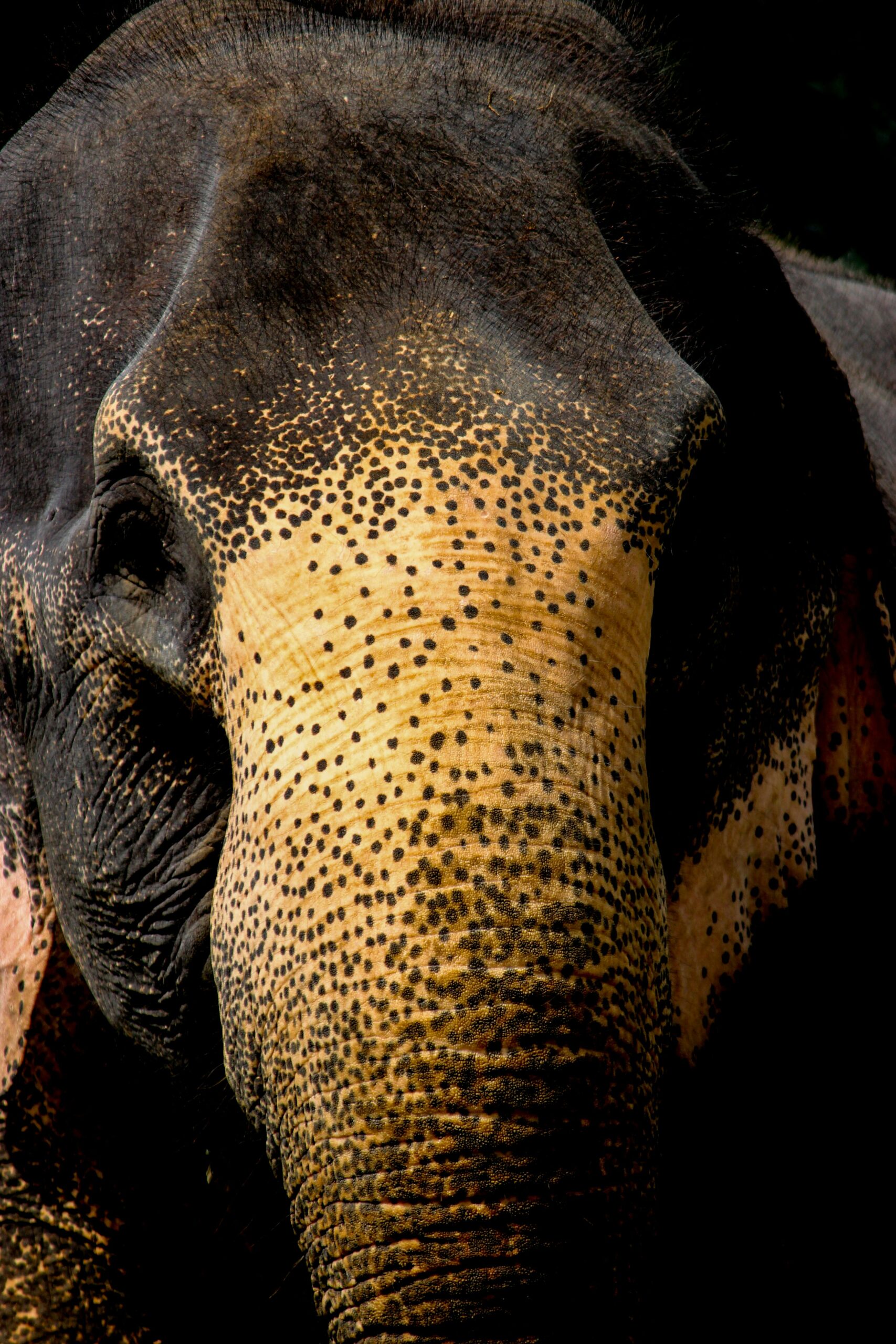 Close-up of an elephant's face in Sri Lanka, highlighting texture and vibrant details