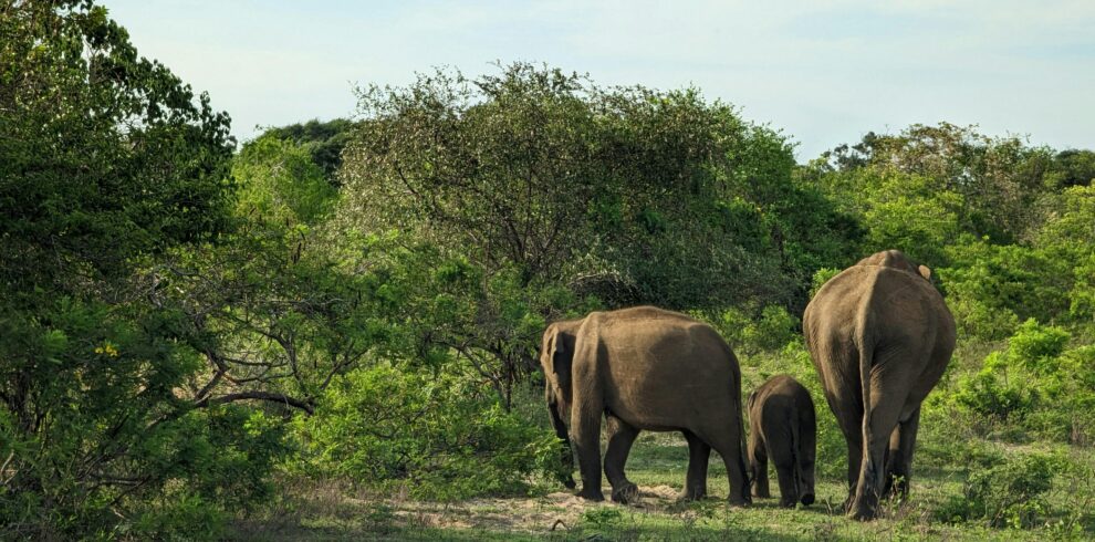 A serene view of elephants roaming in Yala National Park's lush greenery.
