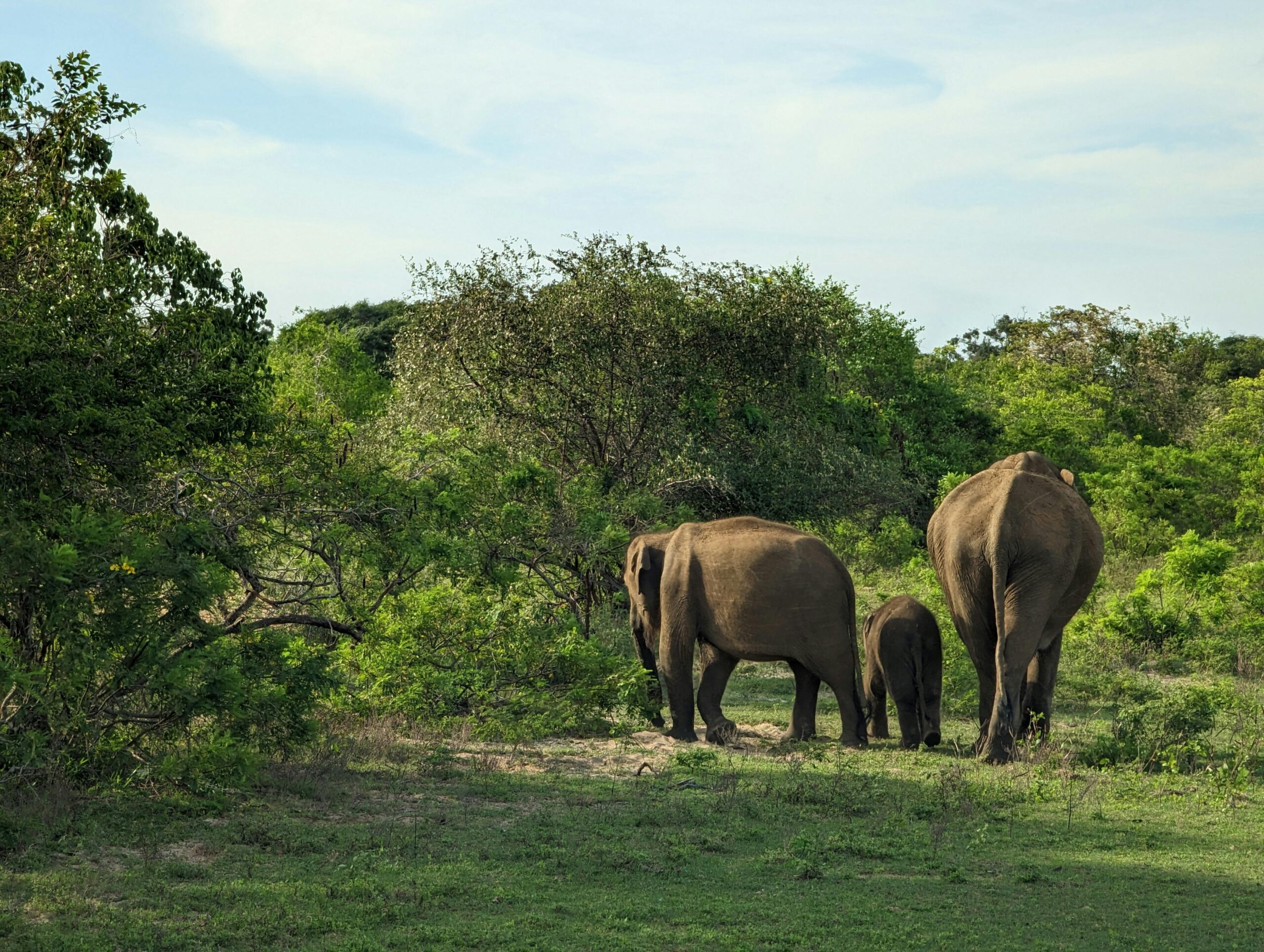 A serene view of elephants roaming in Yala National Park's lush greenery.