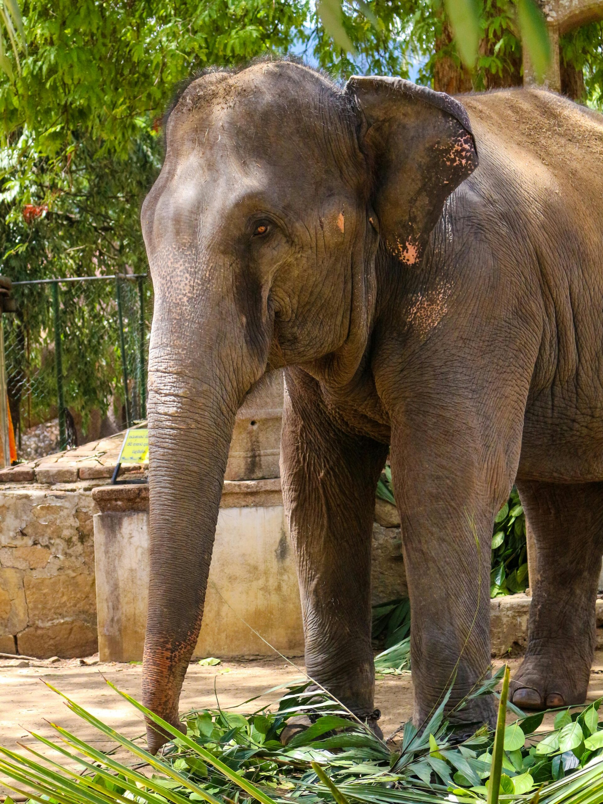 Close-up of an Asian elephant feeding in a vibrant outdoor setting in Kandy, Sri Lanka.
