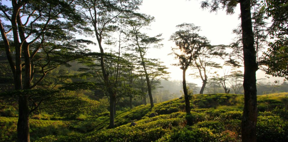 Tranquil sunrise view of lush tea plantations and trees in Kandy, Sri Lanka.