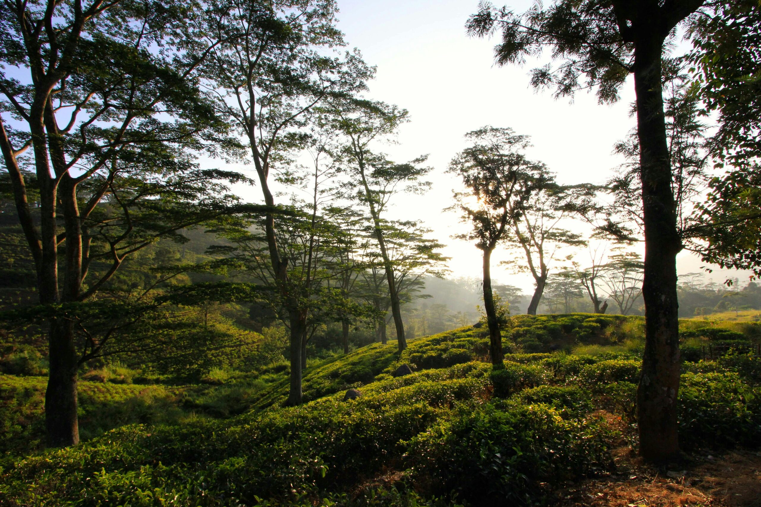 Tranquil sunrise view of lush tea plantations and trees in Kandy, Sri Lanka.