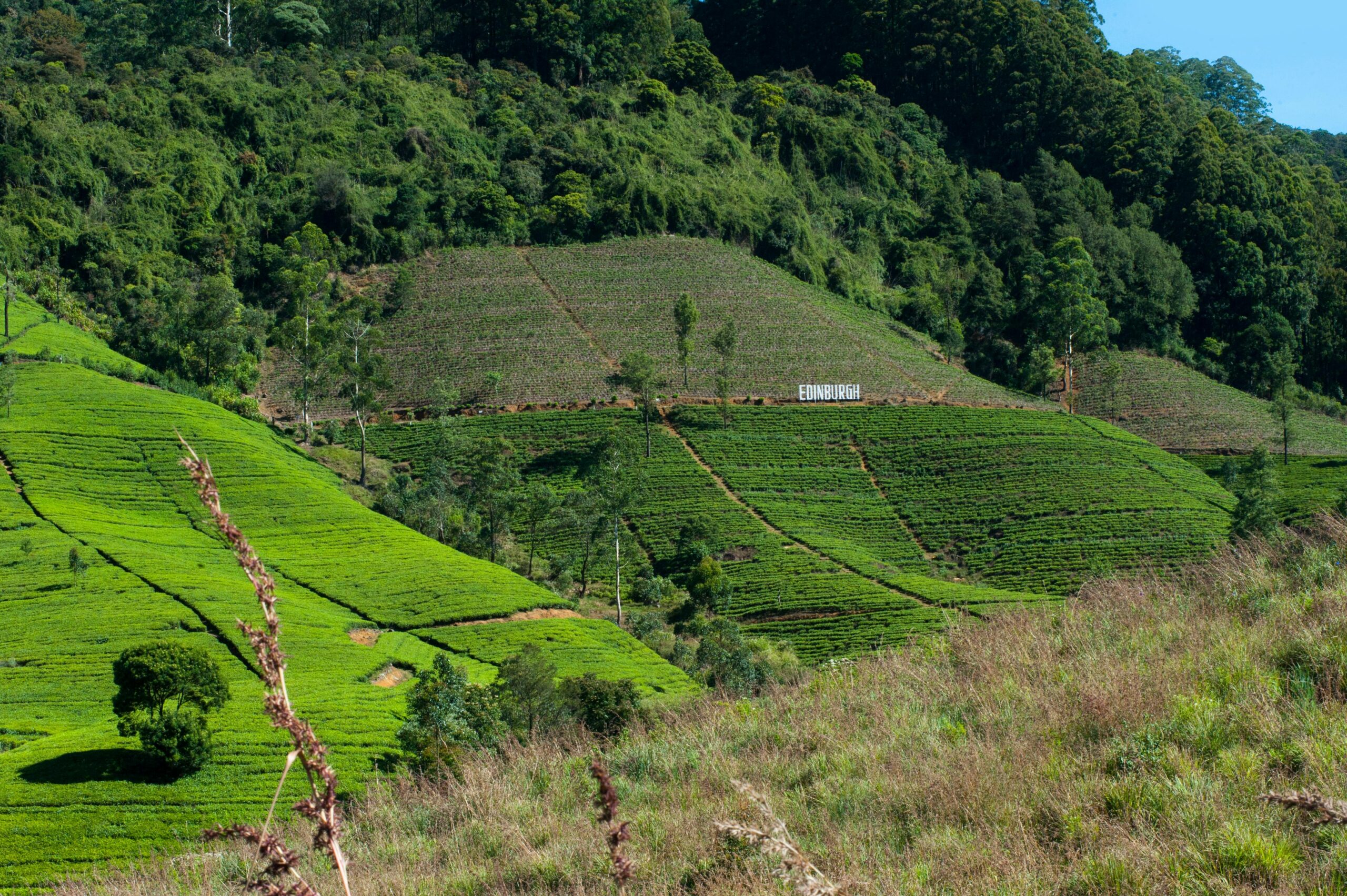 Scenic view of green tea plantations in Nuwara Eliya, Sri Lanka's hill country.